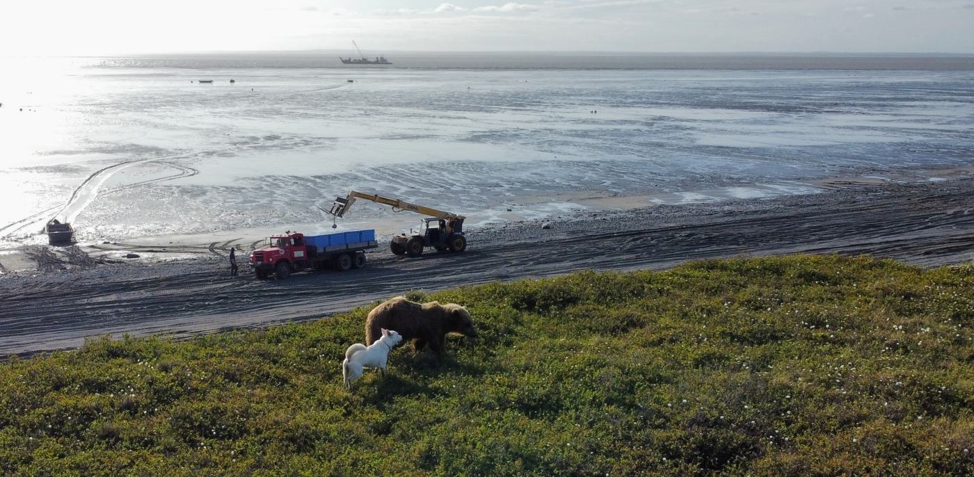 Brown bear on the bluff above the beach while fish totes are loaded