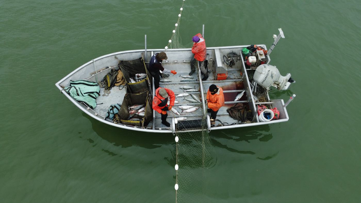 Aerial view of four crew picking salmon in a skiff