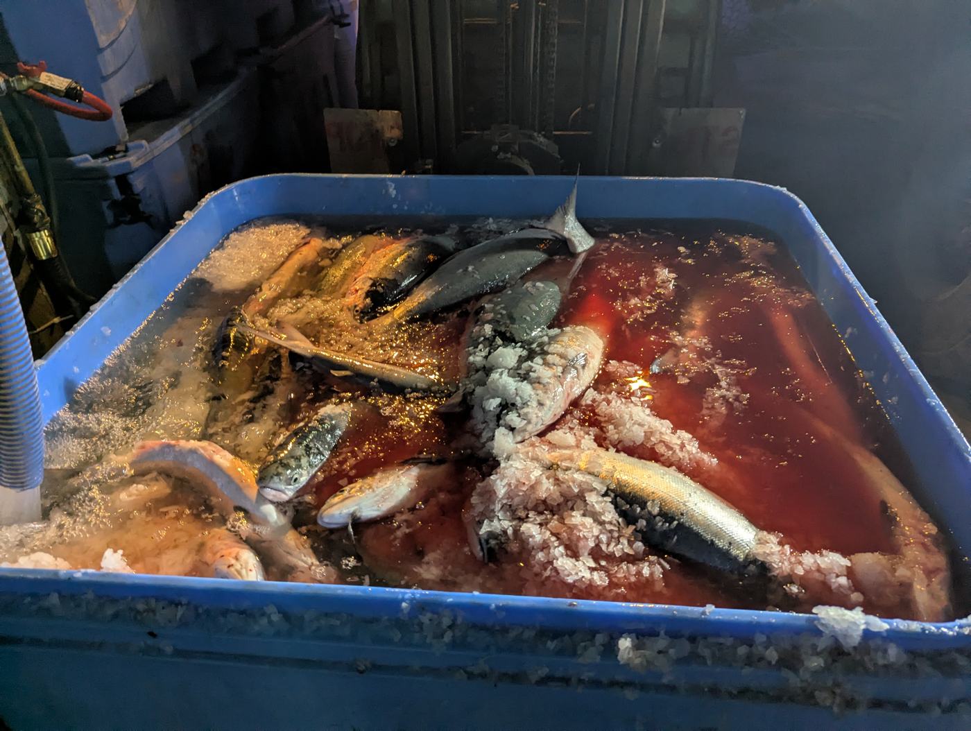 Fresh sockeye chilling in a tote of ice slush